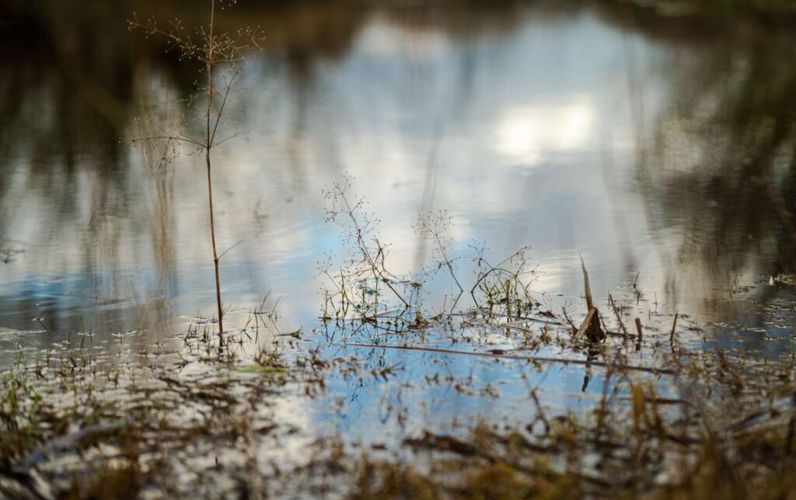 Elfield Nature.jpg